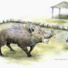 Wild boars develop taste for beloved rabbits on popular island in Japan