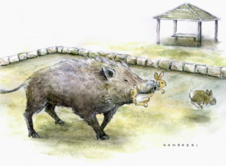 Wild boars develop taste for beloved rabbits on popular island in Japan