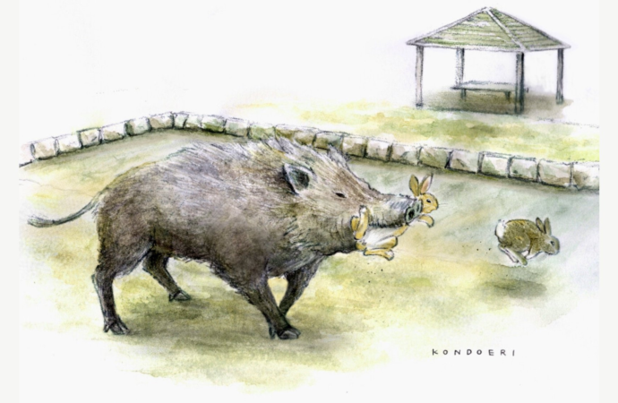 Wild boars develop taste for beloved rabbits on popular island in Japan