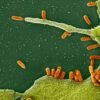 Will the mRNA flu shot work better than a regular seasonal one? What the science says