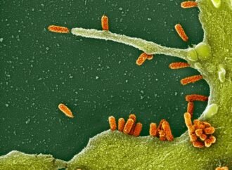 Will the mRNA flu shot work better than a regular seasonal one? What the science says