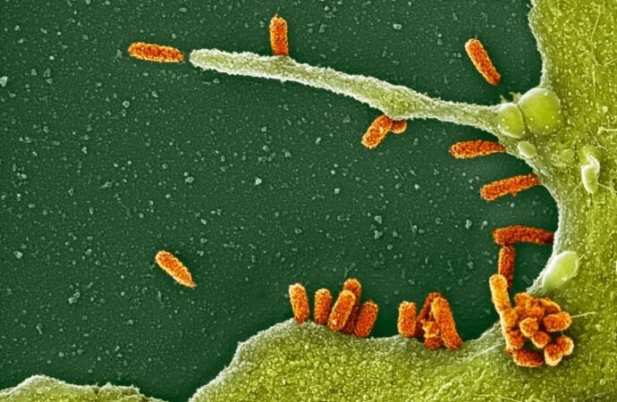 Will the mRNA flu shot work better than a regular seasonal one? What the science says