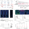 ZFP36L2 orchestrates stress-adaptive plasticity in regeneration and cancer – Nature