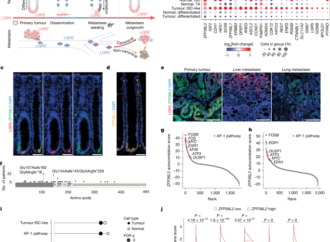 ZFP36L2 orchestrates stress-adaptive plasticity in regeneration and cancer – Nature