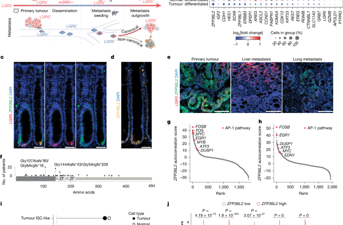 ZFP36L2 orchestrates stress-adaptive plasticity in regeneration and cancer – Nature