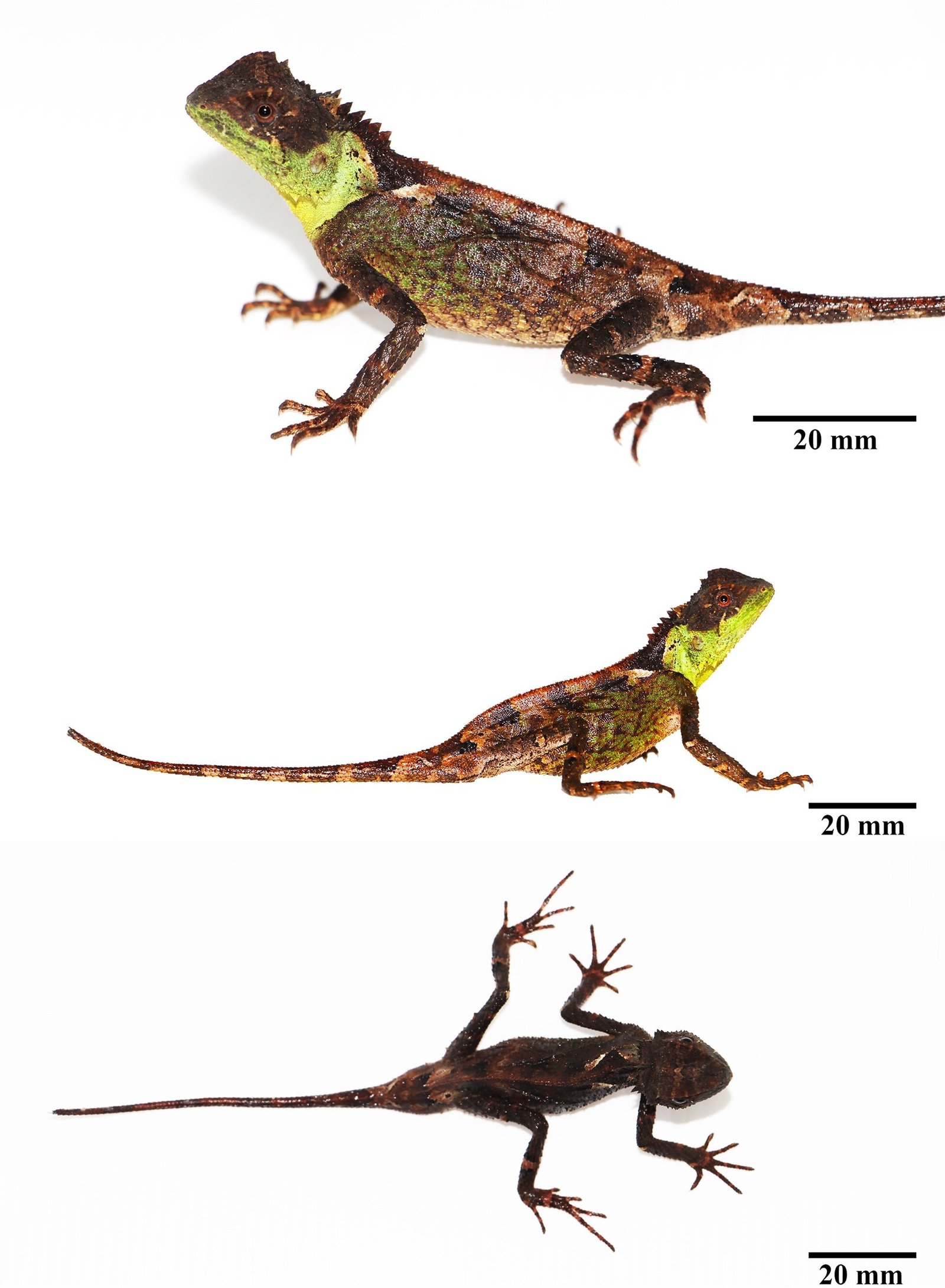 a lizard with a mostly brown body with yellow-green on its neck