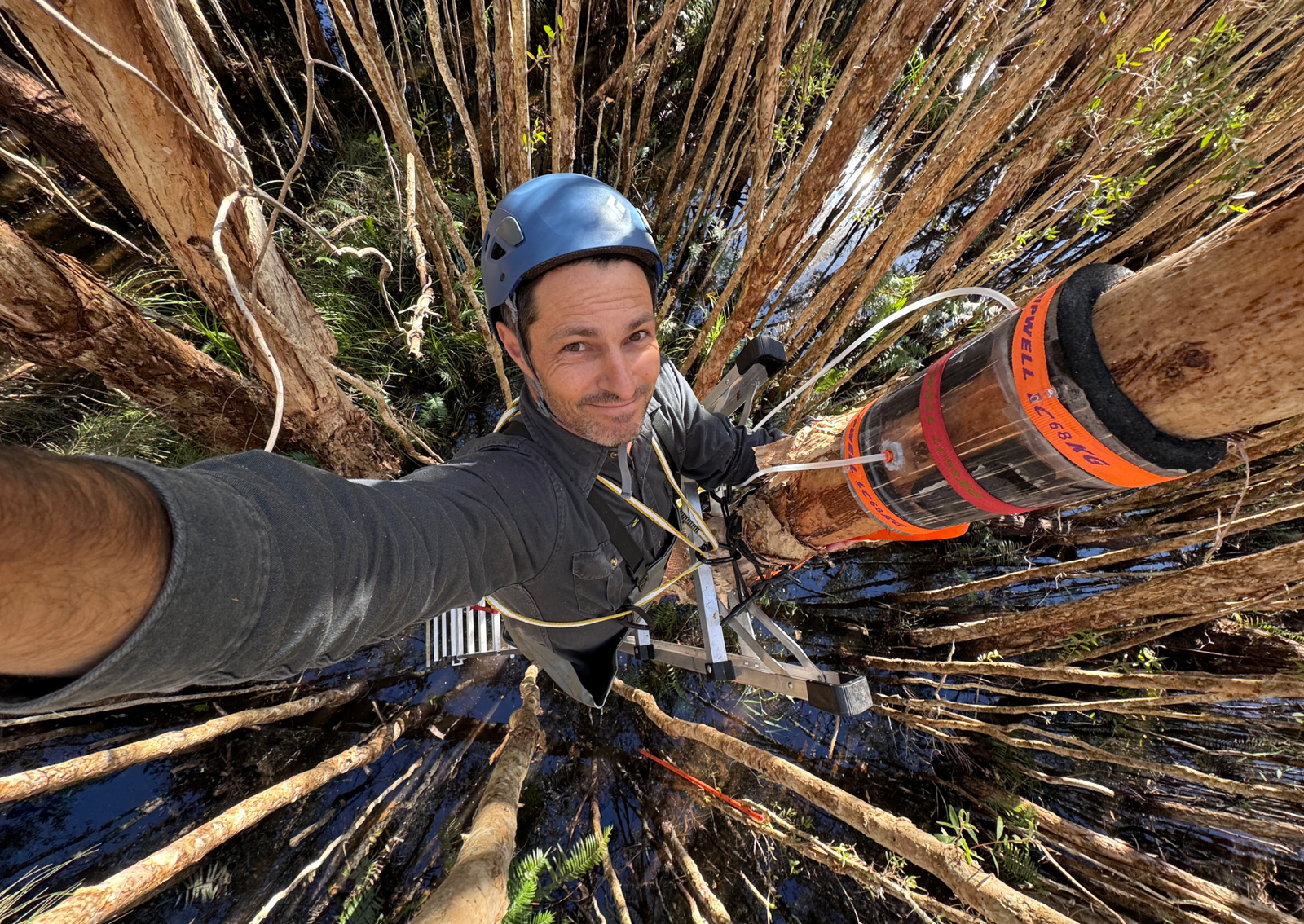 a man climbing a tree surrounded by other trees takes a selfie
