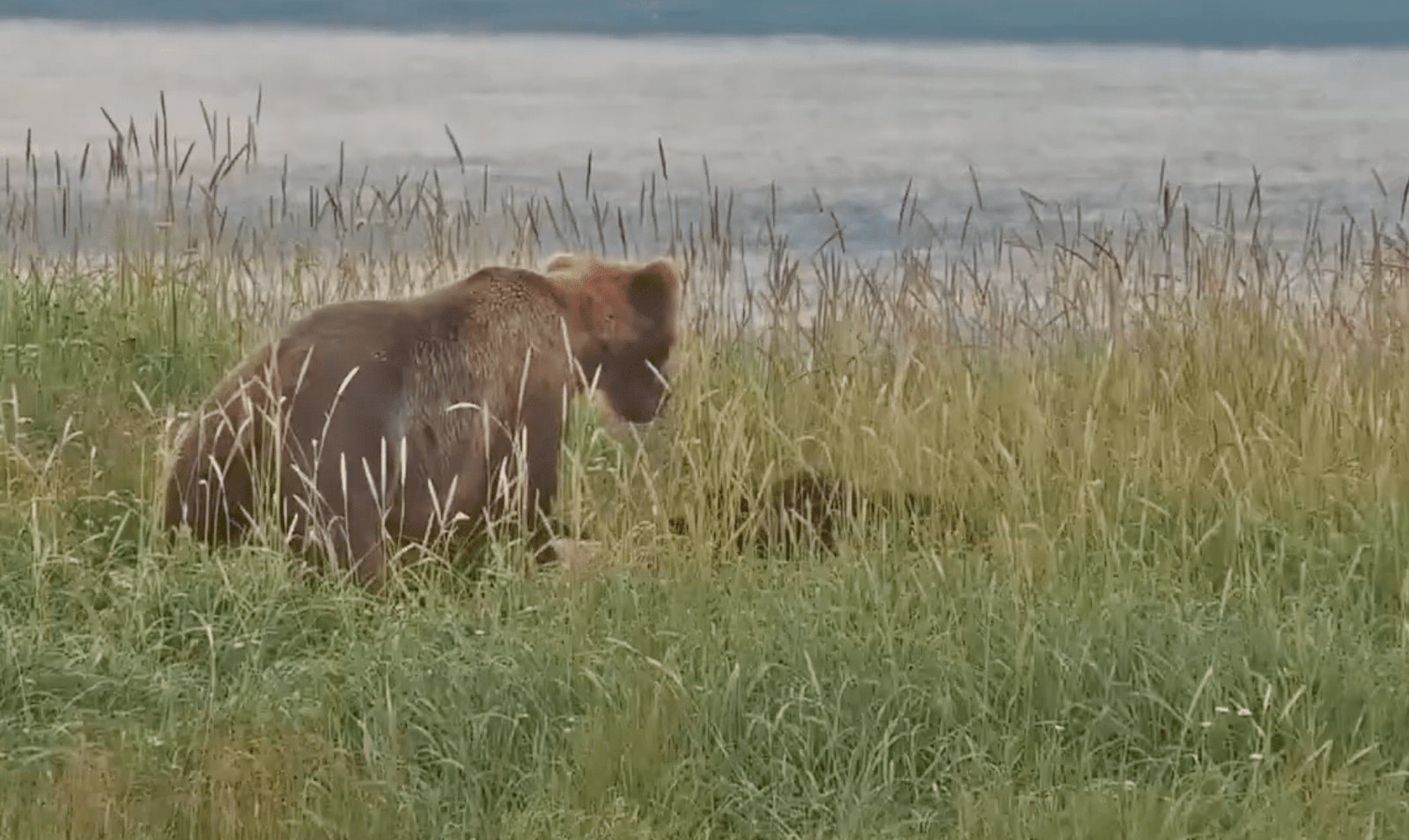 adult bear seen over cub's body