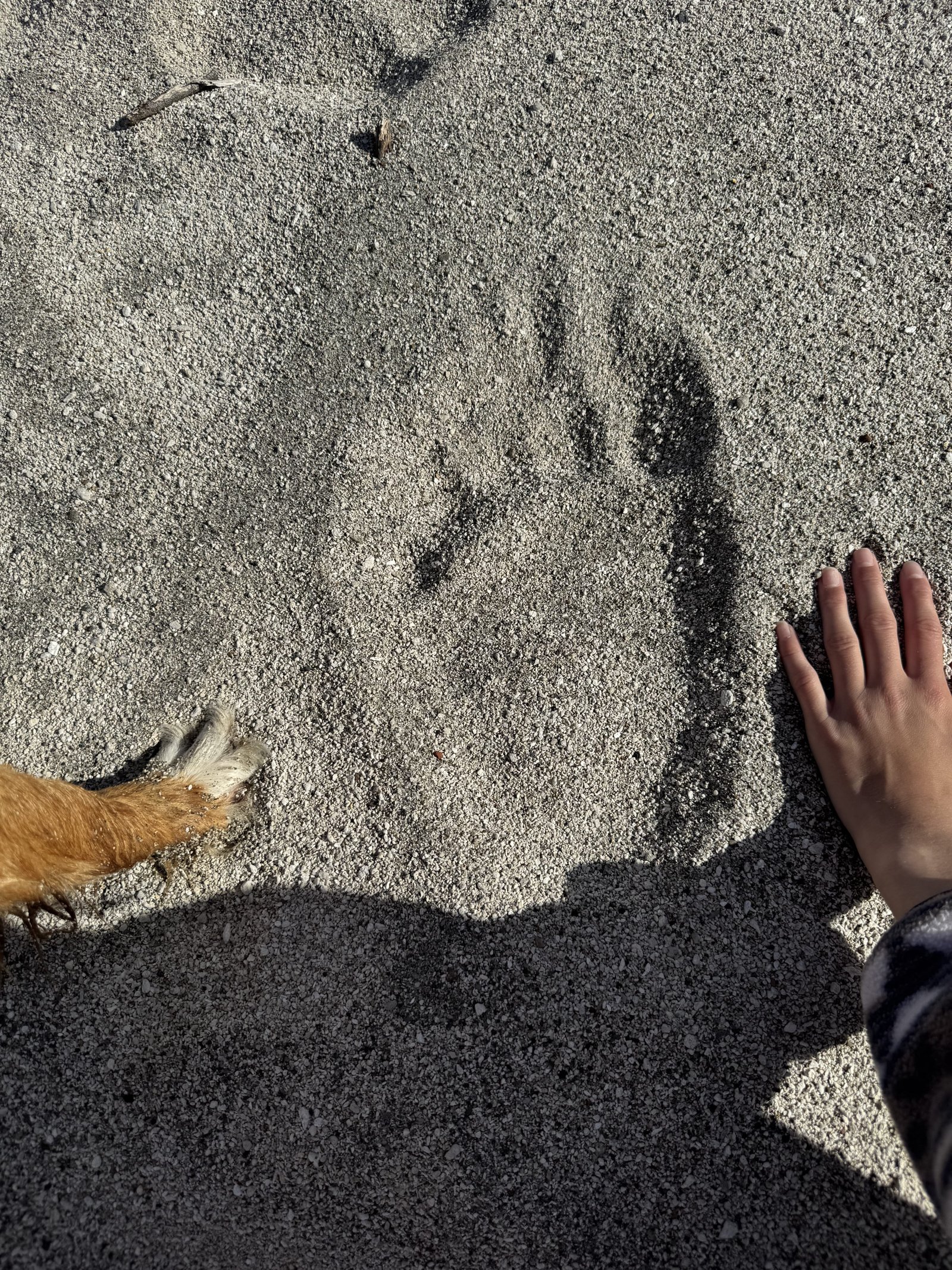 A brown bear paw print next to a human hand for scale.