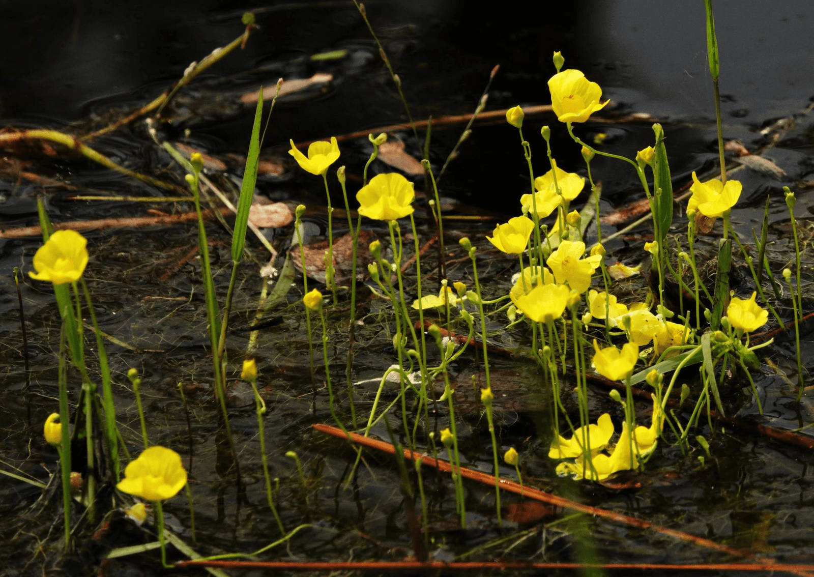 a yellow flower growing in a swamp