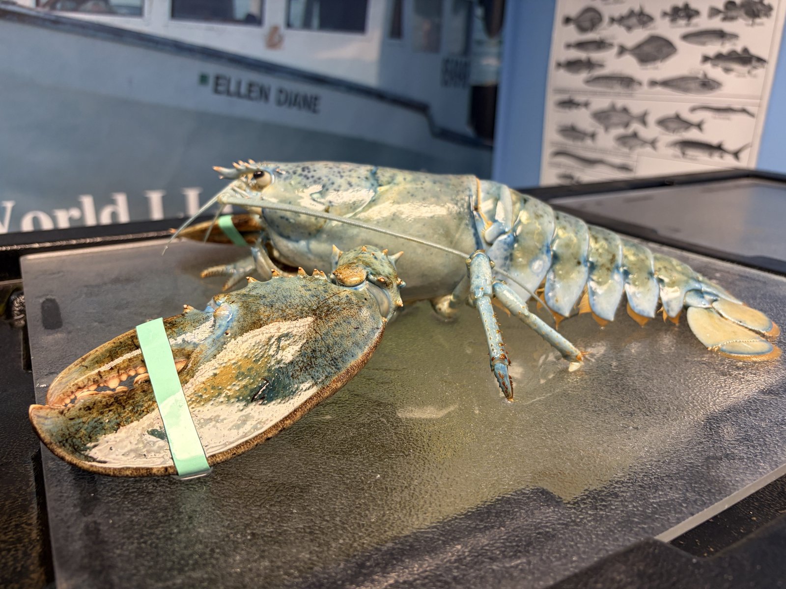 a light blue lobster