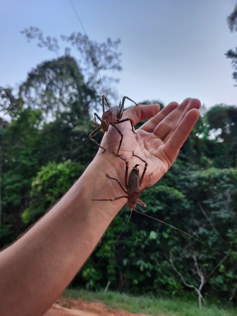Two large brown insects sit on a person’s hand in a rainforest
