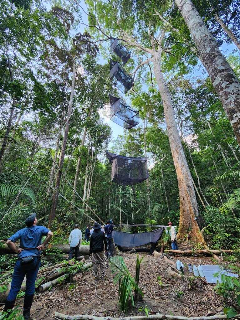 Researchers in a tropical rainforest look up to a cascade system of suspended mesh traps used to collect insects