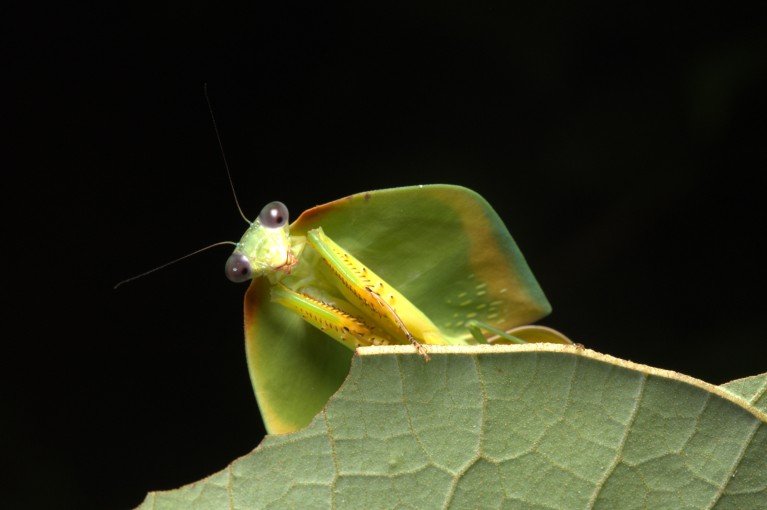 Close-up portrait of a green juvenile Choeradodis rhomboidea mantid on leaf with a black background