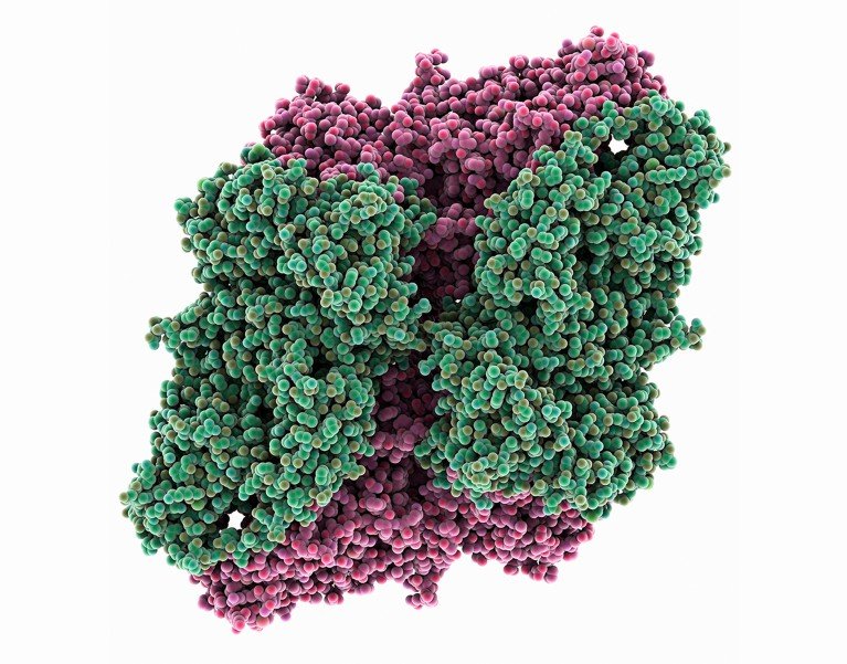 Computer model showing the 4-chain-structure of bacterial beta-galactosidase.