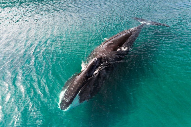 Overhead view of a bowhead whale surfacing in clear shallow waters.