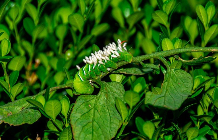 A green caterpillar on a leaf covered with numerous white parasitic wasp cocoons attached to its back with a background of dense green foliage.