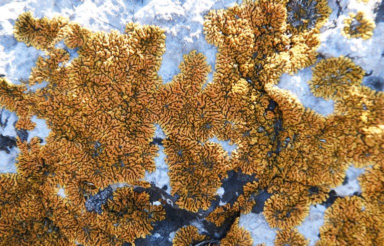 Close-up of orange and black lichen growing on a grey rock surface. The lichen forms intricate, branching patterns with contrasting colours highlighting texture and natural growth.