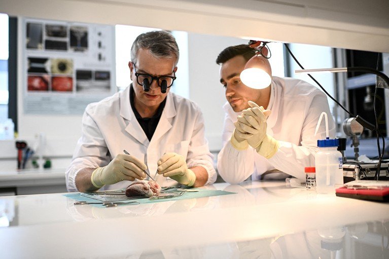 During a laboratory demonstration to a colleague, a congenital heart surgeon stitches a collagen-based tissue graft to a ewe’s heart valve.