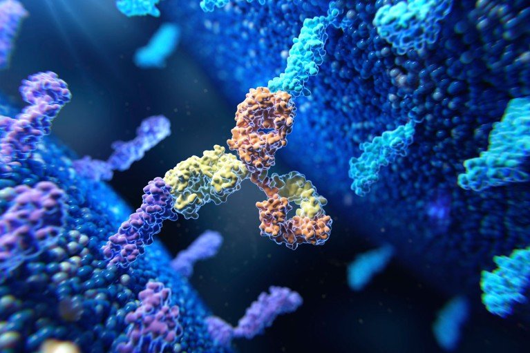 An illustration of a bispecific antibody in yellow and orange binding two different purple and blue membrane proteins