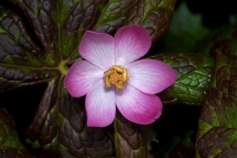 Close-up photograph of a pink five-petaled Himalayan mayapple with a pale centre and prominent yellow stamens, surrounded by dark green leaves