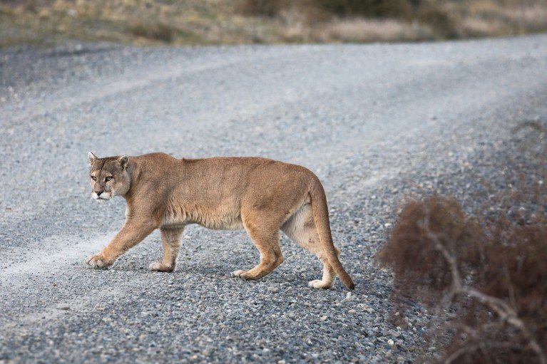 A puma crosses a grey gravel road.