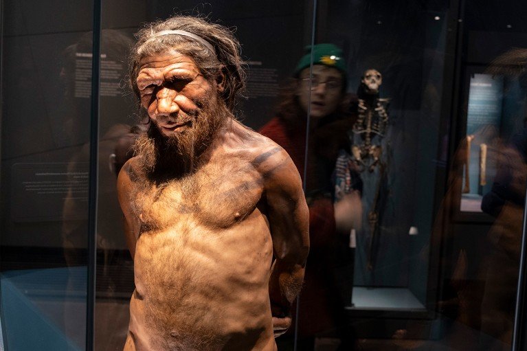 A realistic model of a Neanderthal man showing a bare torso, behind glass in an exhibition. A visitor’s reflection is visible on the glass.