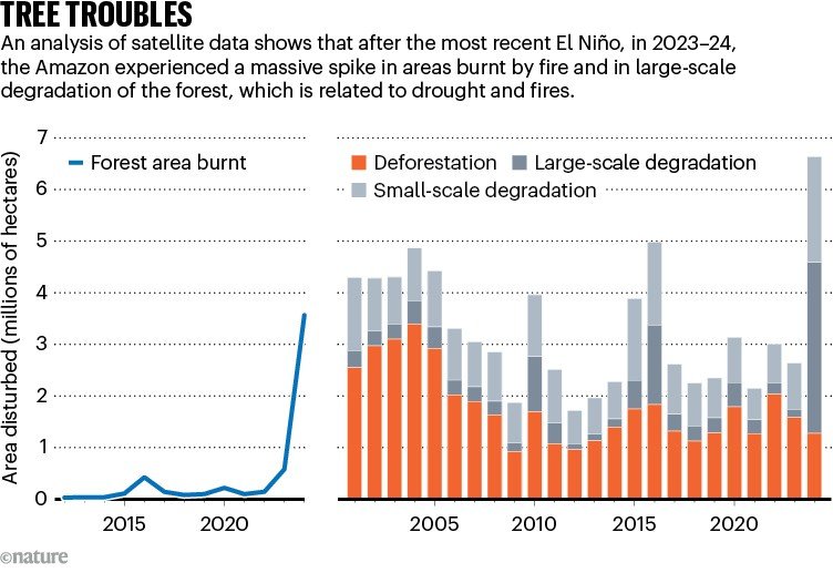 TREE TROUBLES. Charts show analysis of satellite data of the Amazon. Forest area burned remained low until a sharp increase in 2024. Stacked bars show annual deforestation and forest degradation, with total disturbed area also increasing in 2024 following the 2023–24 El Niño.
