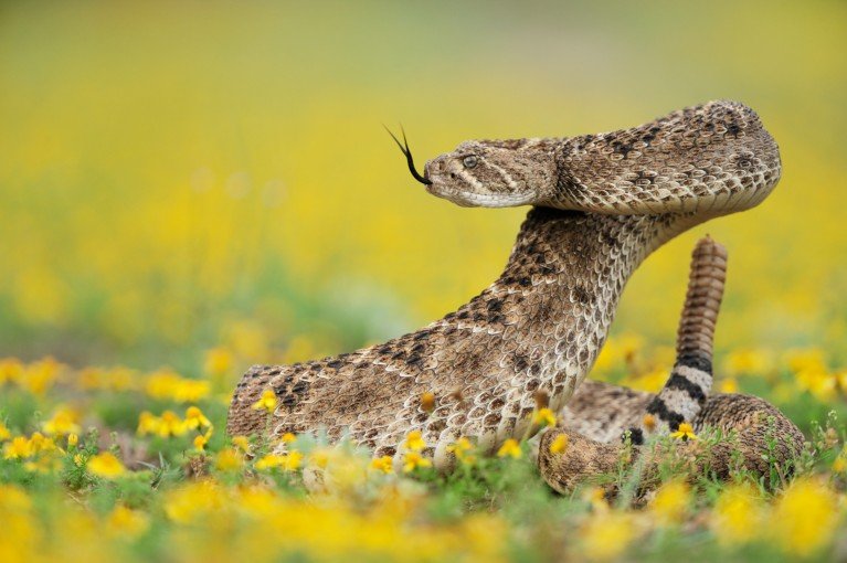 A close-up of a Western Diamondback Rattlesnake coiled in a striking pose among yellow wildflowers with its tongue extended