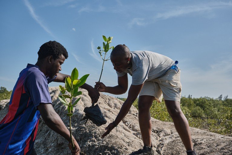 Celia Macamo taking a mangrove seedling from a colleague to plant it in the field.