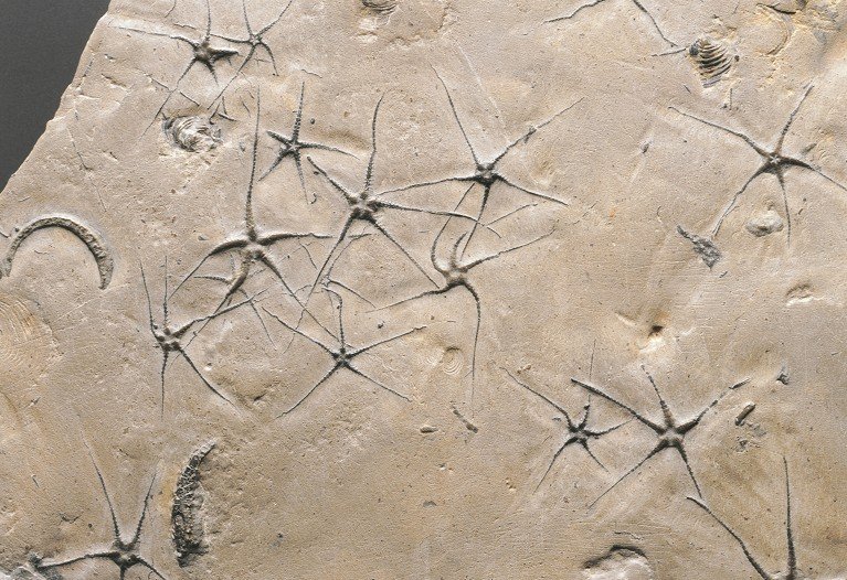 Fossilized Jurassic brittle star (Ophiuroidea), a marine echinoderm from the deuterostome group, resemble thin five-armed starfish in dirt.