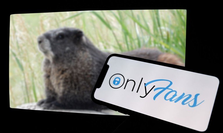 A composite image showing a photo of a marmot combined with a smartphone displaying the logo for OnlyFans.