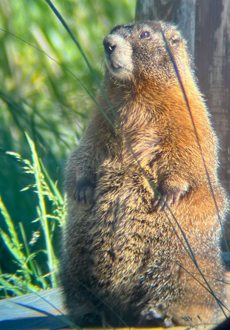A marmot sits up on its hind legs to bask in the sunshine.