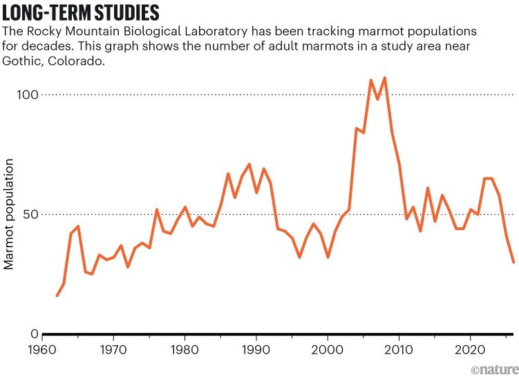 Long-term studies. Line graph showing the adult marmot population in a Colorado study area from the 1960s to the 2020s.