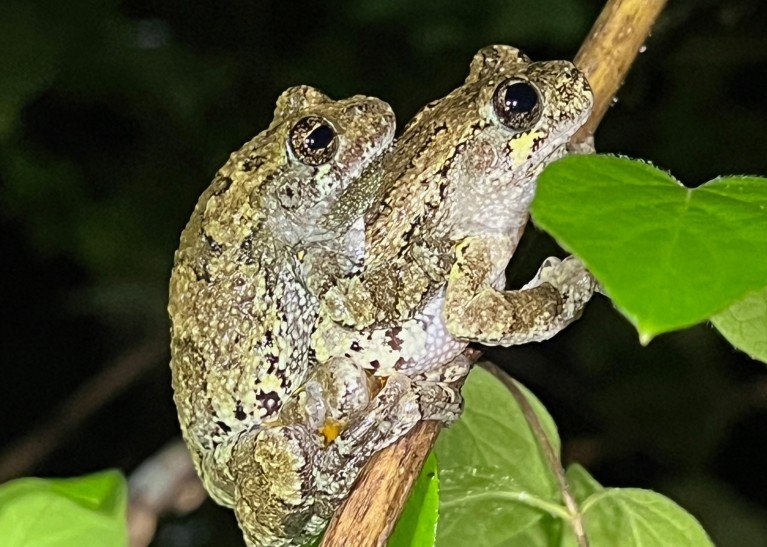 A close-up of two mating tree frogs on a stick covered in green leaves