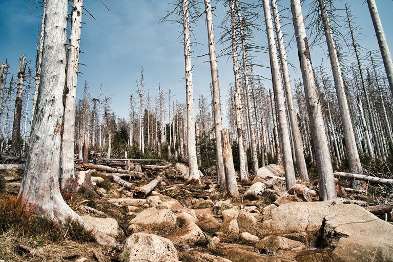 Dead conifer trees stripped bare of their bark on dry, rocky ground in the Harz mountains in Germany.