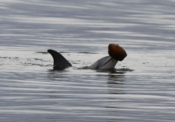 An Indo-Pacific bottlenose dolphin (Tursiops aduncus) calf lifts the empty shell of a sea snail above the surface of the water in its mouth.
