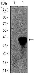 Animated gif showing an impossible western blot test with the molecular marker moving up and down and the background remaining unchanged.