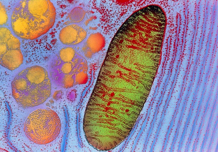 Coloured Transmission Electron Micrograph of a mitochondrion inside a cell, showing the double outer membrane and numerous internal membranes.