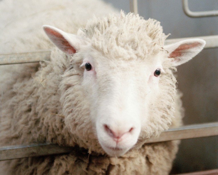Dolly, the first cloned sheep, at eight months old, in her barn.