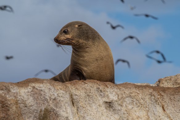 An Australian fur seal has died after contracting the HF bird flu virus, the first known case of crossover to a mammal on the mainland.