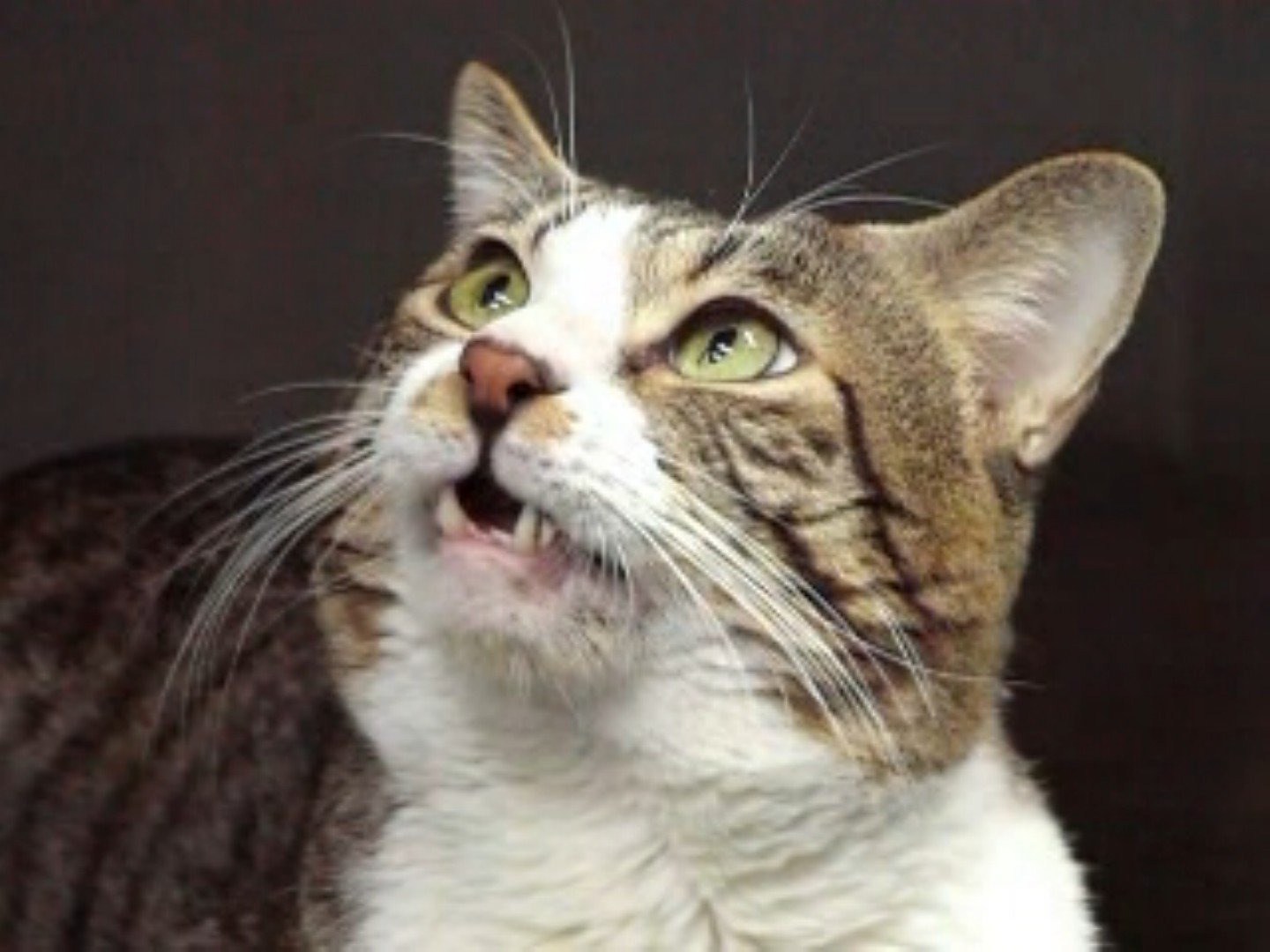 a cat with an open mouth