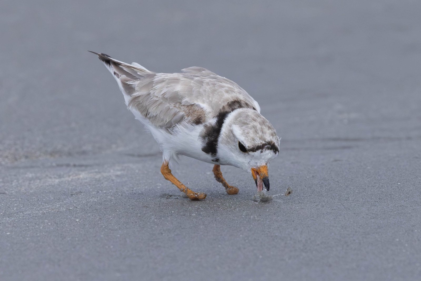 a small bird foraging in the sand