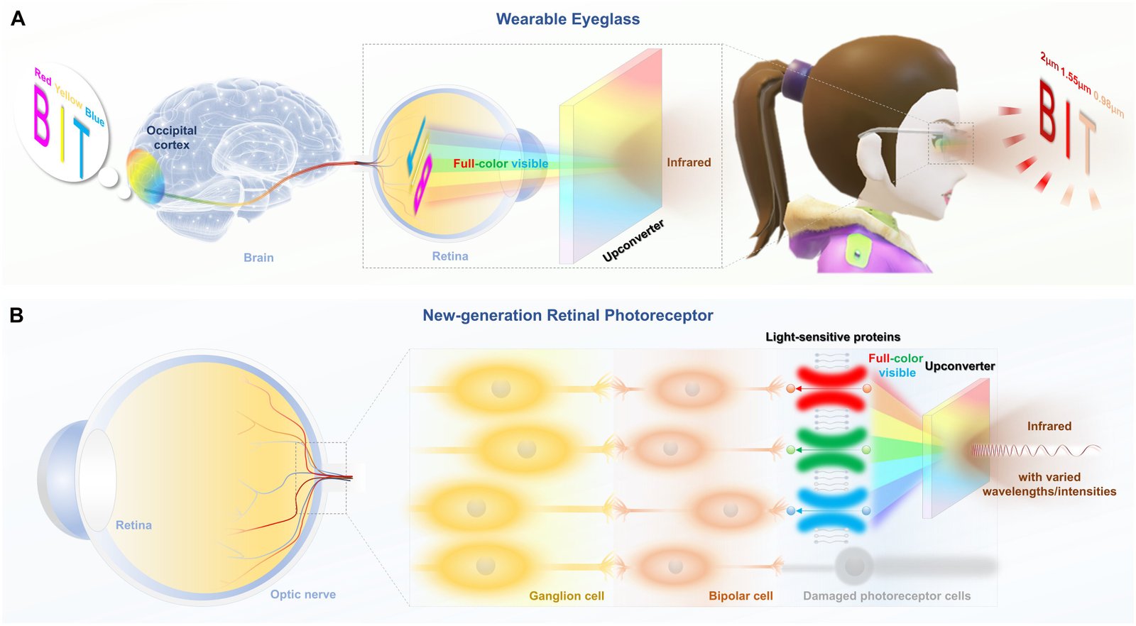 The infrared-to-full-color upconverter is applied as (A) the wearable eyeglass and (B) the new-generation retinal photoreceptor. Image: Fu et al. 2026 ‘Science Advances.’