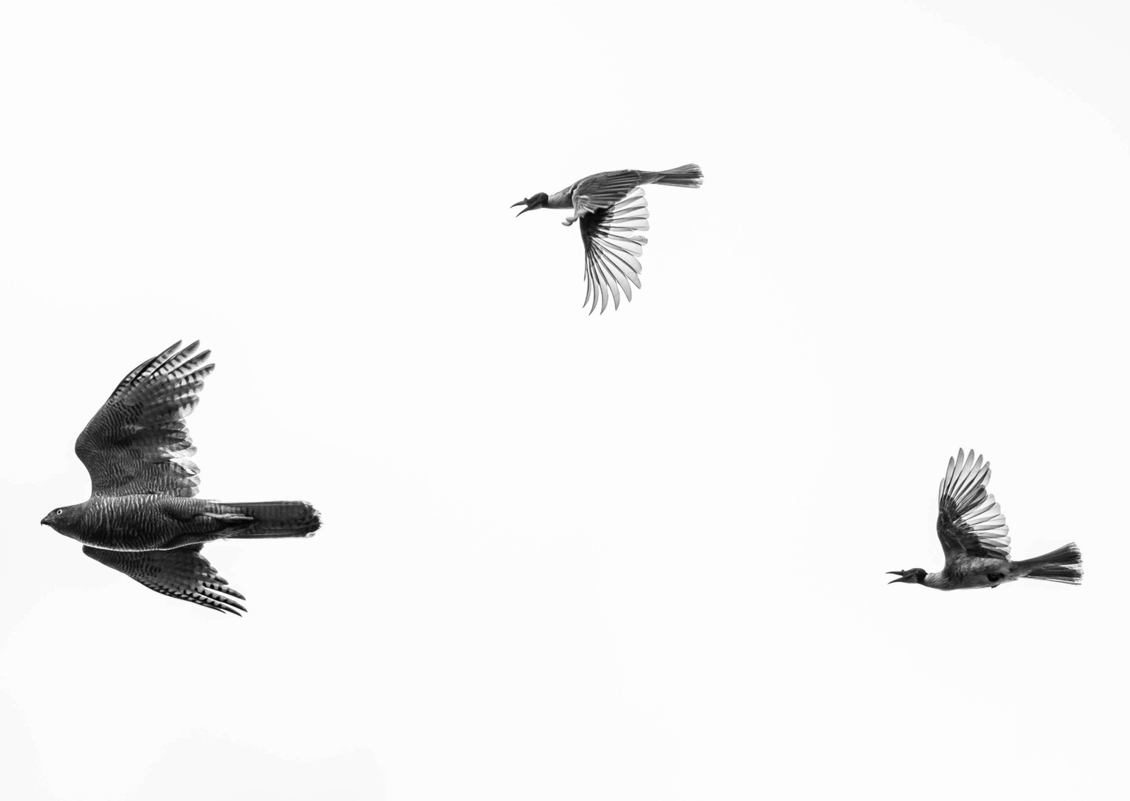 two birds chase another bird in the air with open mouths