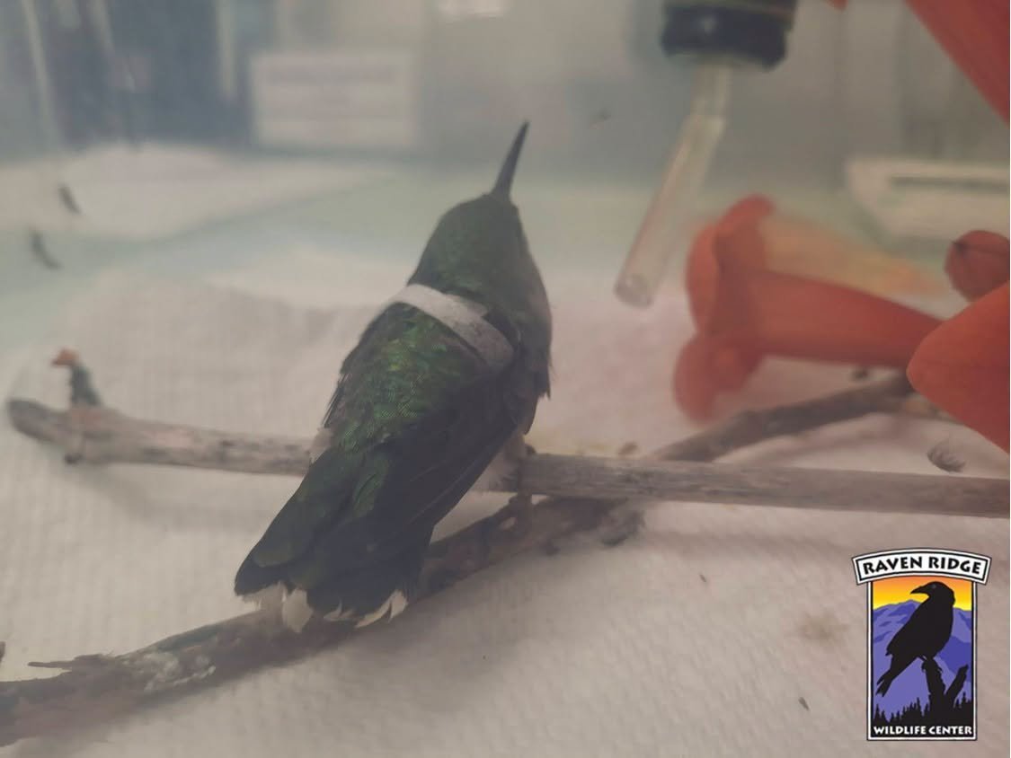 a small hummingbird with tape on its back, stands on a few twigs in a recovery tank