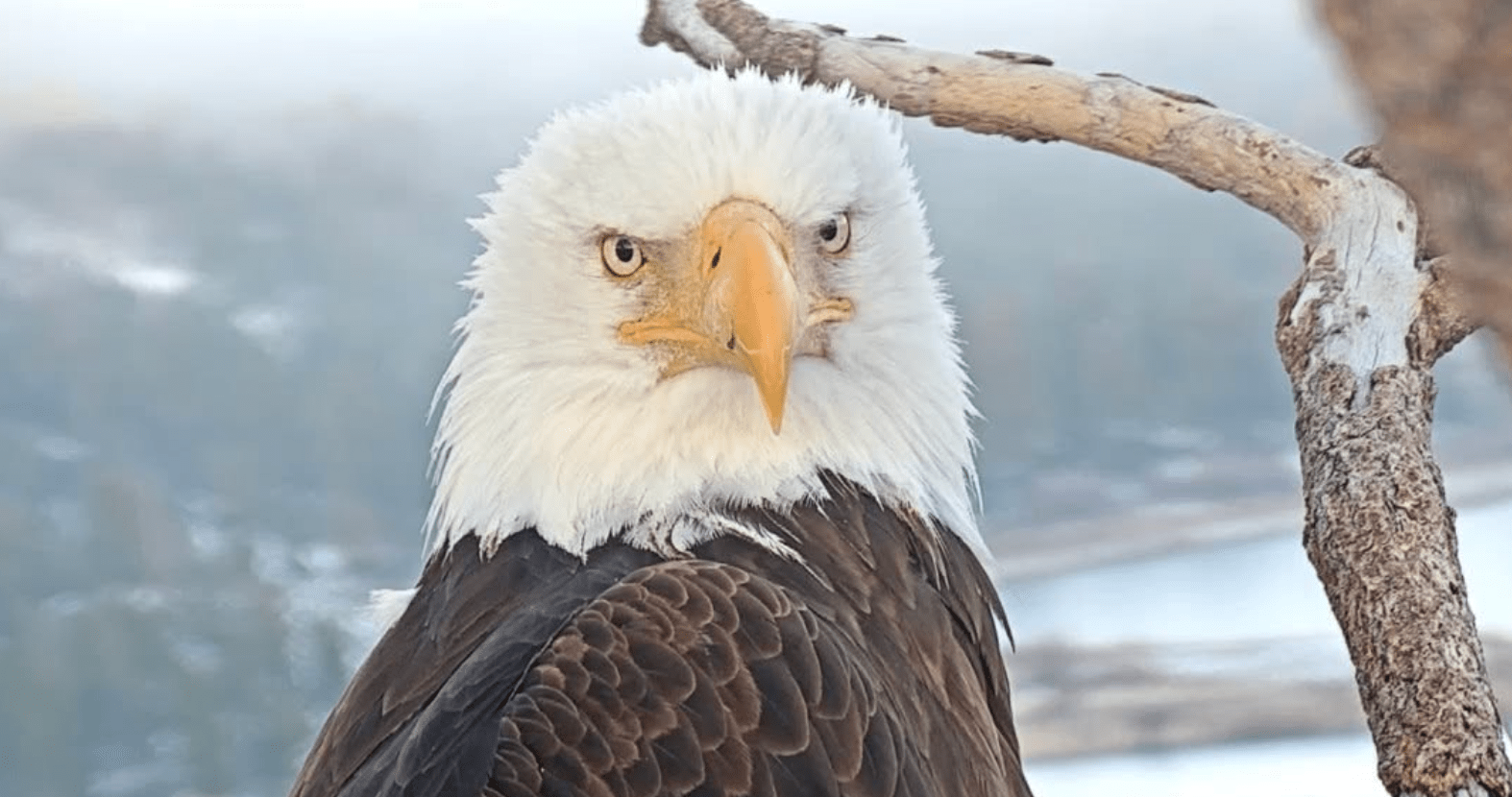 bald eagle