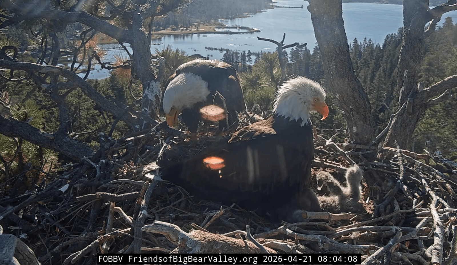 eagles in nest