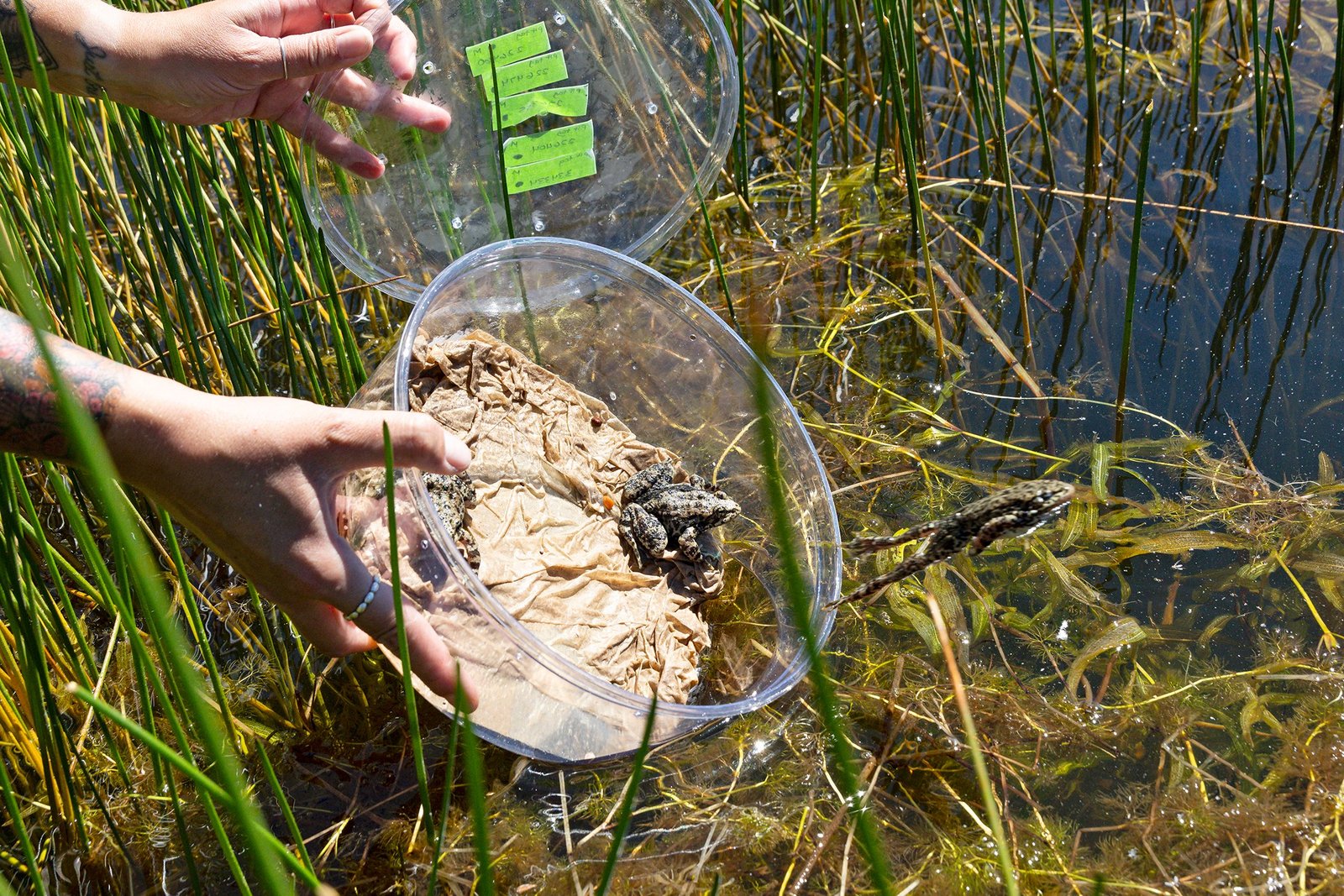 a frog jumps out of a circular plastic container and into a lake