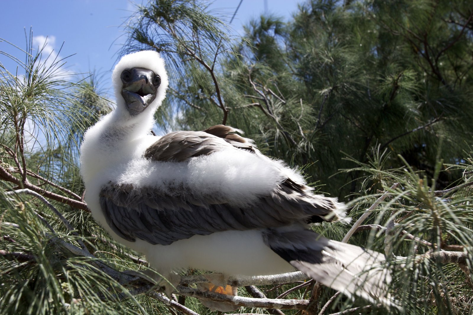 a juvenile bird with fuzzy white plumage with long black feathers stands on a branch with its mouth open